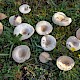 Lactarius pubescens