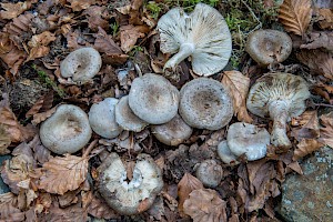 Lactarius blennius Beech Milkcap