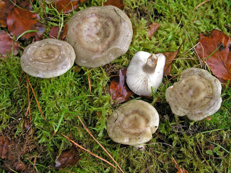 Lactarius blennius - © Charles Hipkin