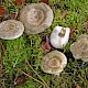 Lactarius blennius