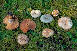 Lactarius deliciosus Saffron Milkcap