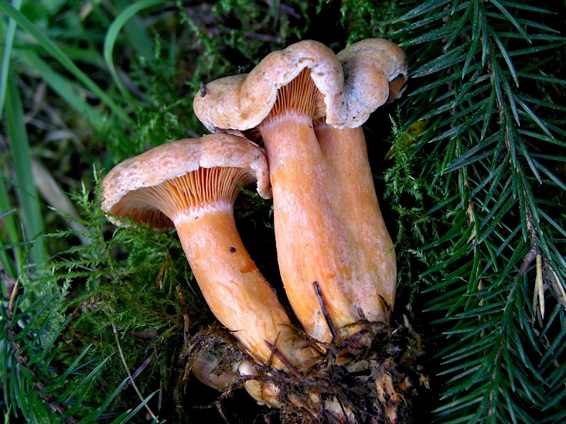 Lactarius deterrimus - © Charles Hipkin