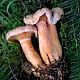 Lactarius deterrimus