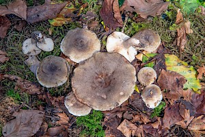 Lactarius fluens 