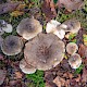 Lactarius fluens