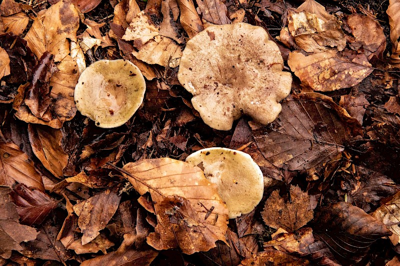 Lactarius fluens - © Charles Hipkin