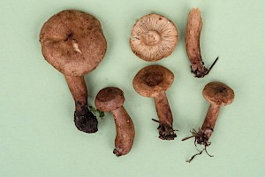 Lactarius fulvissimus Tawny Milkcap