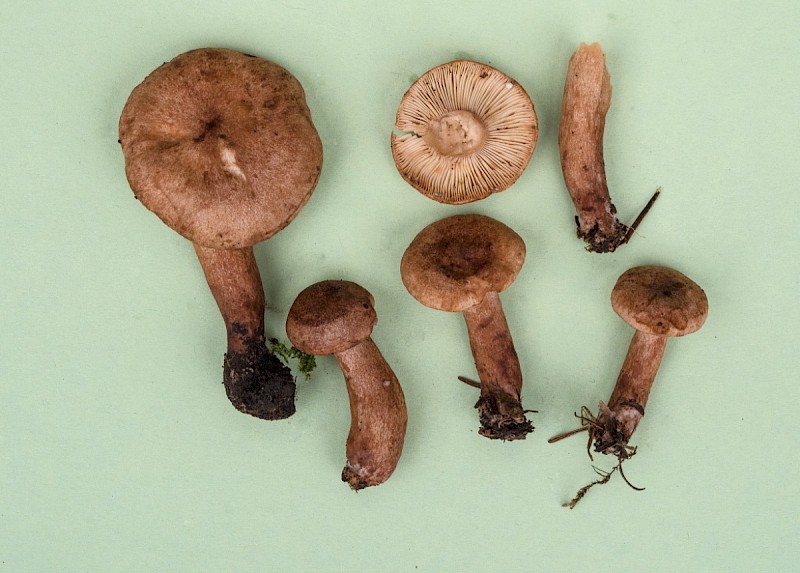 Lactarius fulvissimus - © Charles Hipkin