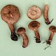 Lactarius fulvissimus