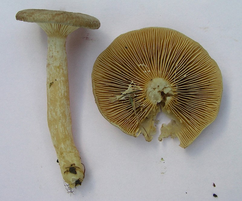 Lactarius glyciosmus - © Charles Hipkin