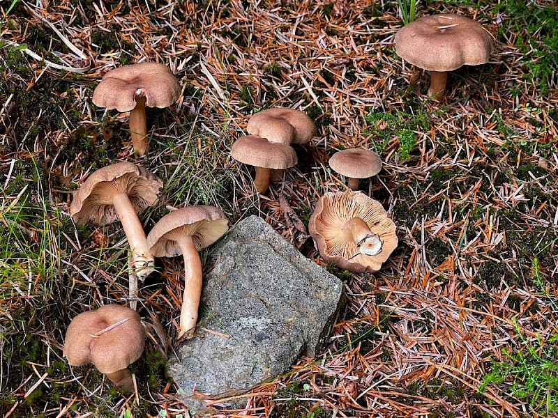 Lactarius mammosus - © Charles Hipkin