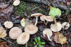 Lactarius glyciosmus Coconut Milkcap