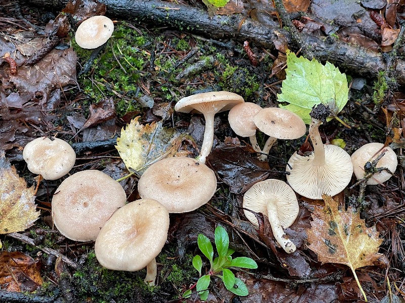 Lactarius glyciosmus - © Charles Hipkin