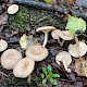 Lactarius glyciosmus