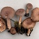 Lactarius mammosus