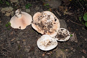 Lactarius piperatus Peppery Milkcap