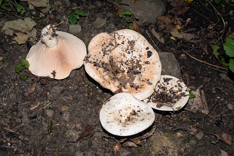 Lactarius piperatus - © Charles Hipkin