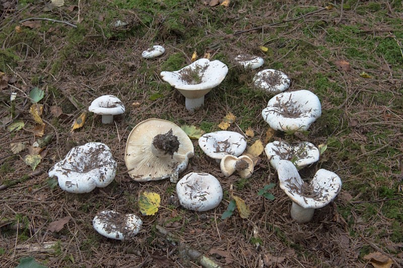 Lactarius piperatus - © Charles Hipkin