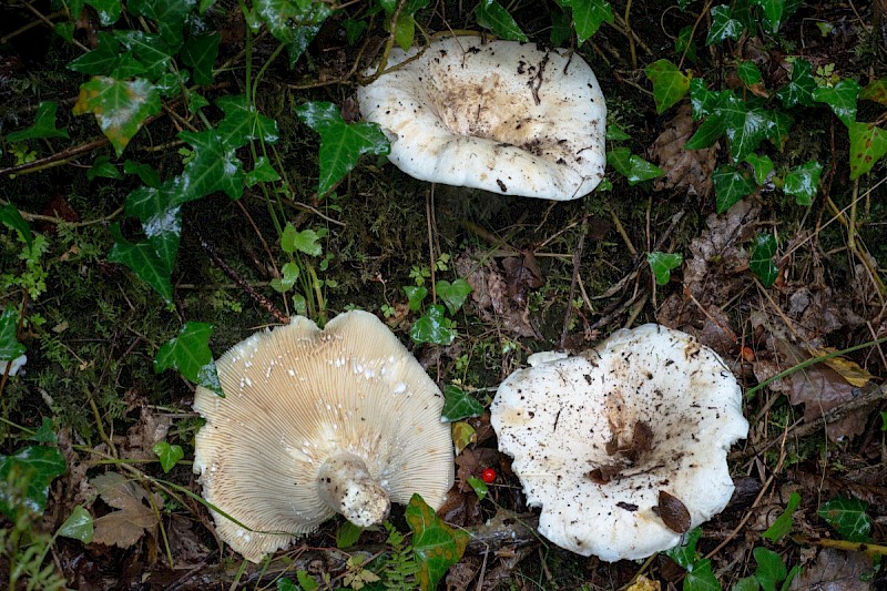 Lactarius piperatus - © Charles Hipkin