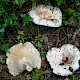 Lactarius piperatus