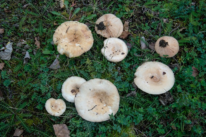 Lactarius pubescens