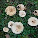 Lactarius pubescens