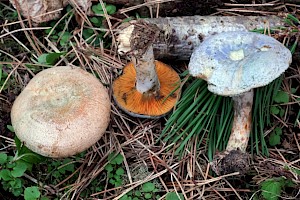 Lactarius quieticolor Carrot Milkcap