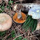 Lactarius quieticolor