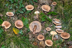 Lactarius quietus Oakbug Milkcap