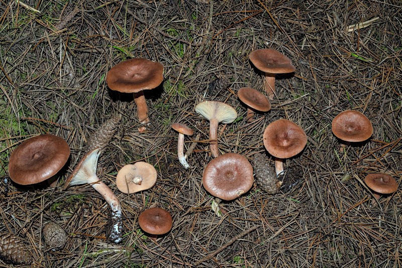 Lactarius rufus - © Charles Hipkin