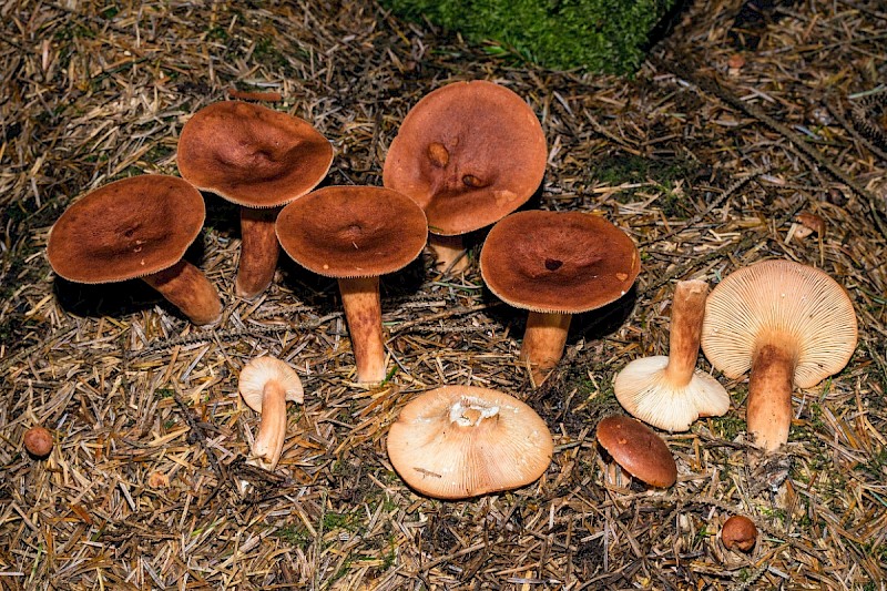 Lactarius rufus - © Charles Hipkin