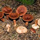 Lactarius rufus