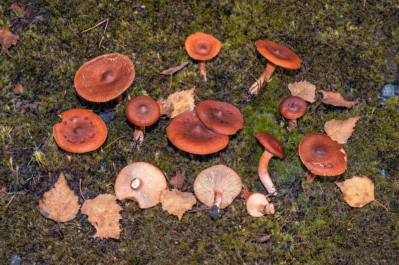 Lactarius rufus - © Charles Hipkin