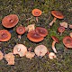 Lactarius rufus