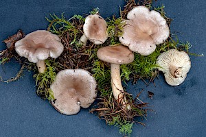 Lactarius subdulcis Mild Milkcap