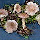 Lactarius subdulcis