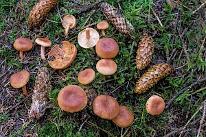 Lactarius tabidus Birch Milkcap