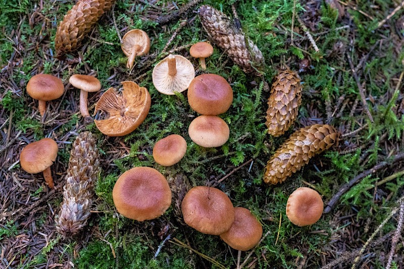 Lactarius tabidus - © Charles Hipkin