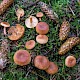 Lactarius tabidus