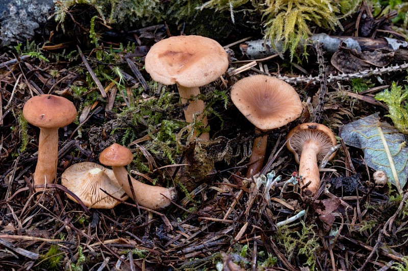 Lactarius tabidus - © Charles Hipkin