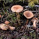 Lactarius tabidus