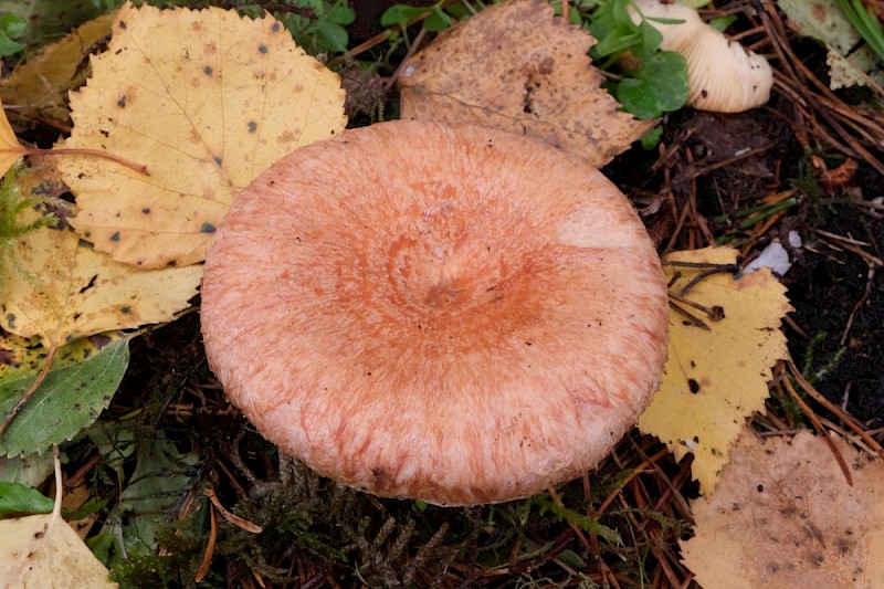 Lactarius torminosus - © Charles Hipkin