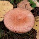 Lactarius torminosus