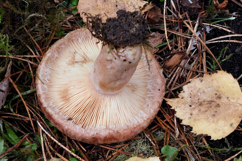 Lactarius torminosus - © Charles Hipkin