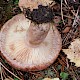 Lactarius torminosus