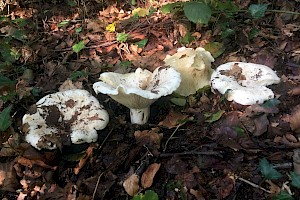 Lactarius vellereus Fleecy Milkcap