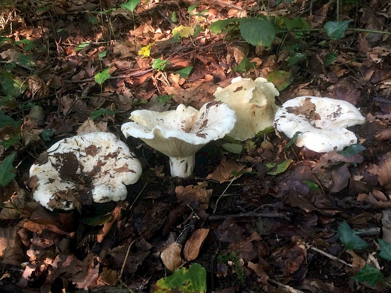 Lactarius vellereus - © Charles Hipkin