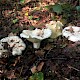 Lactarius vellereus