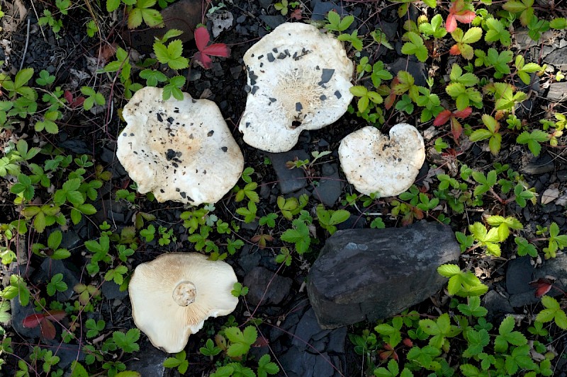 Lactarius vellereus - © Charles Hipkin