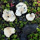 Lactarius vellereus